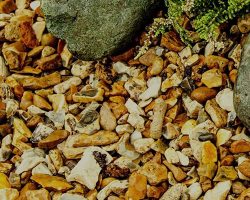 Golden Gravel